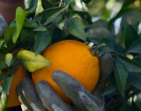 Colheita de laranja: como e quando fazer?