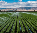 A importância da gestão hídrica na agricultura