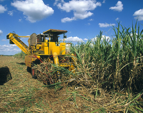 Logística da cana de açúcar: saiba como otimizar processos e qual a importância para o setor