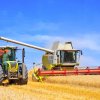 Quando e como realizar a colheita de trigo?