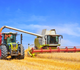 Quando e como realizar a colheita de trigo?