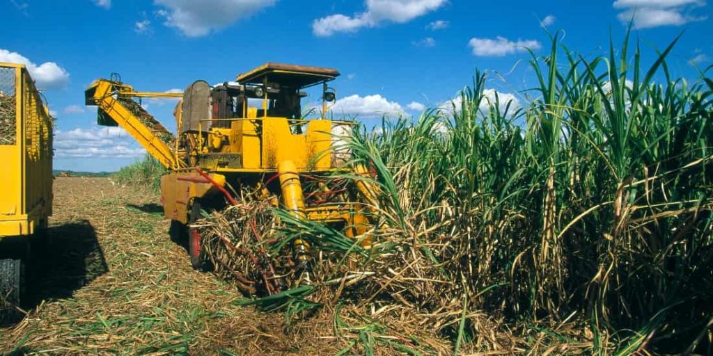 máquina agrícola operando em canavial de açúcar